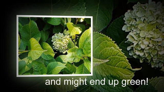 Hydrangea Color Change Plus Free pH Printable смотреть онлайн