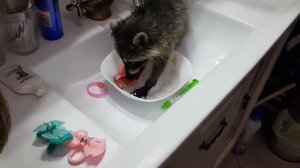 Енотик полоскун) енот Йохо стирает все подряд)) енотику 3 месяца #енотполоскун #енотвдоме #енотЙохо