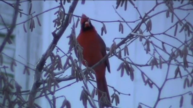 Cardinal rouge avril смотреть онлайн