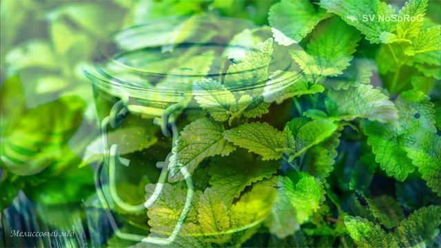 Мелиссовый мёд смотреть онлайн