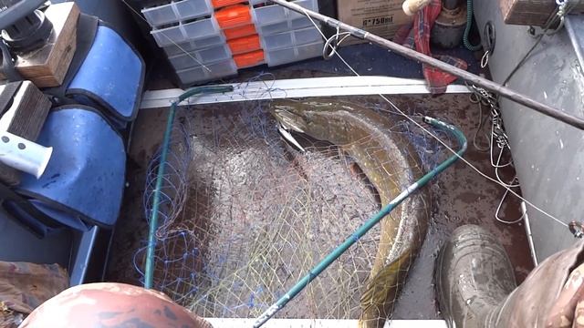 Осенняя щука на троллинг / озеро Вселуг /рыбалка на Вселуге осенью смотреть онлайн