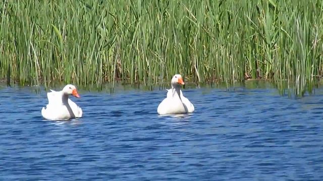 Возле скалы Орлиное гнездо г.Кривой Рог смотреть онлайн