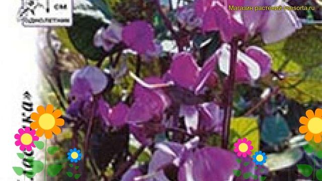 Долихос. Краткий обзор, описание характеристик, где купить семена Долихос Руби мун смотреть онлайн