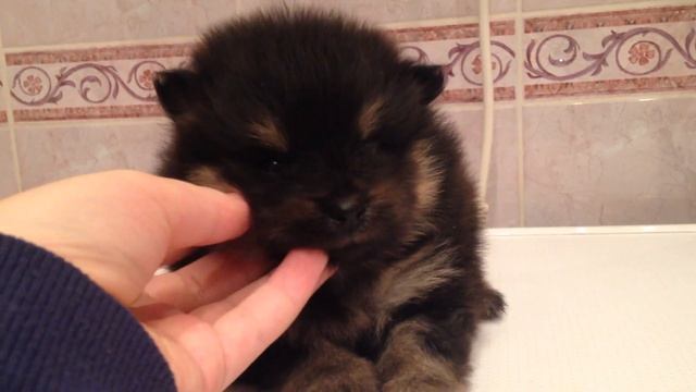 Малыш Померанского шпица. Черно-подпалый смотреть онлайн