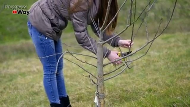Лучшие Образователи Корней! Топ 7 Стимуляторов Роста За 2 Минуты! смотреть онлайн