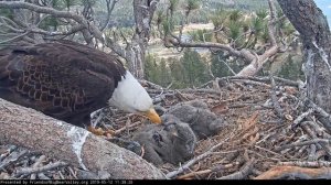 Орлица кормит птенцов