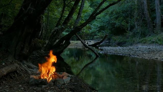 1Как размножается диффенбахия в домашних условиях? смотреть онлайн