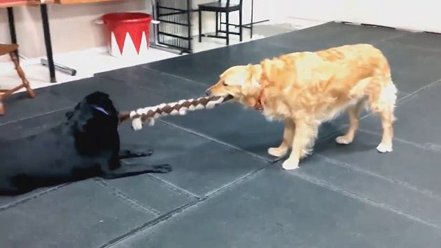 Brant Dogs Tug of War Thursday April 28, 2016 смотреть онлайн