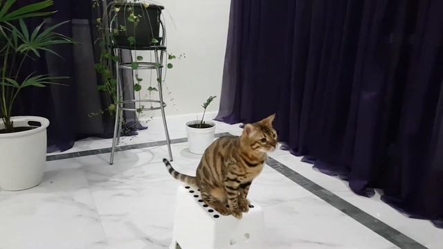 Моменты дрессировки бенгала.