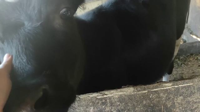 Вкусные ЛЕПЁШКИ ? Как живут в деревне смотреть онлайн