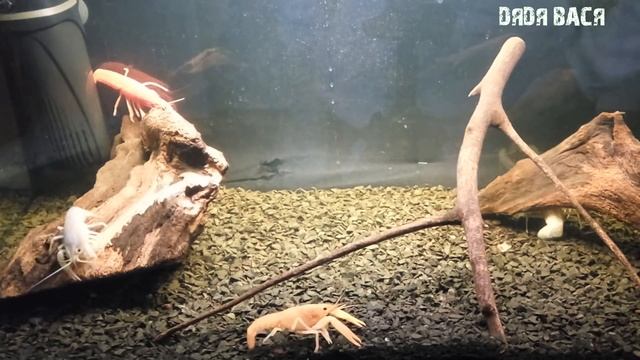 АКВАРИУМНЫЕ РАКИ! СОДЕРЖАНИЕ,  КОРМЛЕНИЕ, РАЗВЕДЕНИЕ И СОВМЕСТИМОСТЬ!