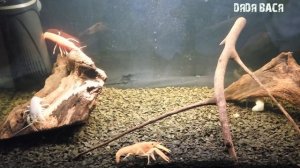 АКВАРИУМНЫЕ РАКИ! СОДЕРЖАНИЕ,  КОРМЛЕНИЕ, РАЗВЕДЕНИЕ И СОВМЕСТИМОСТЬ!