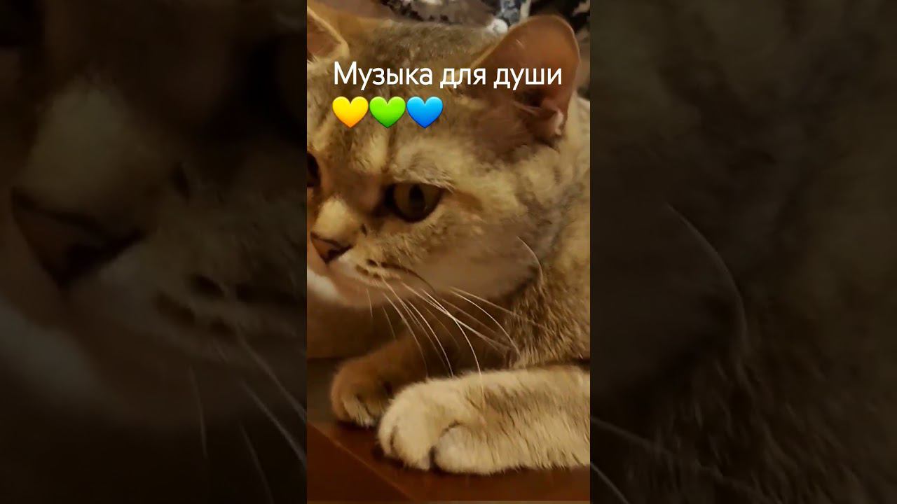 11.07.2023г. Красивый романс #love #music #shorts #relaxing #СветланаКлимоваБабичева #нежность #art смотреть онлайн