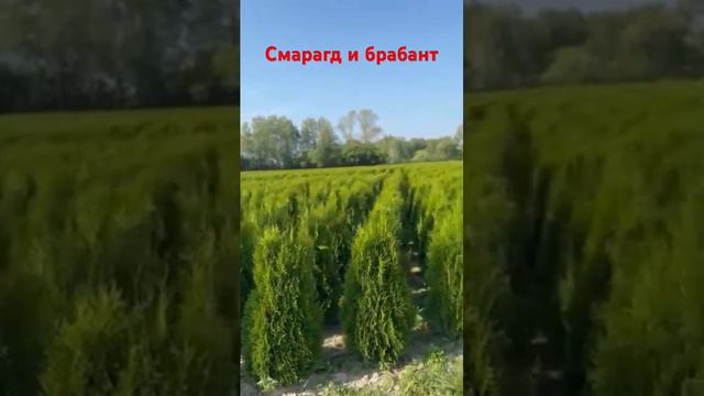 Туя западная смарагд и брабант размер100/120 и 120/140 в питомнике туй Ирины ЛюбченкоТ8495 248 03 7 смотреть онлайн