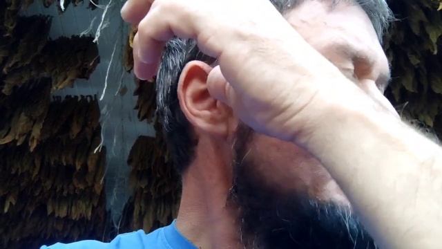 Дегустаци сорта табака Virginia Dark Z