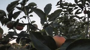 Хурма открытого грунта. Первый урожай