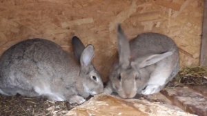 Содержание кроликов на даче плюсы и минусы