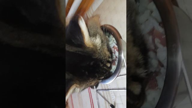 Завтрак кота, д-488 Цветная капуста, мясо свинины смотреть онлайн