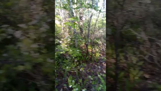 Лесная вишня смотреть онлайн