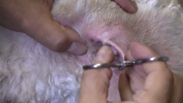 How To Clean Dog Ears | Standard Poodle смотреть онлайн