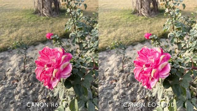 Canon Eos R8 VS Canon Eos 90D Camera Test смотреть онлайн