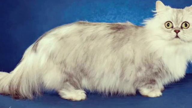 Породы кошек картинки🐱 смотреть онлайн