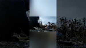 Ловля бобра петлями.