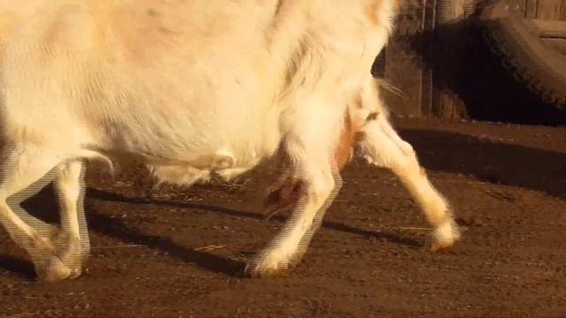 Сено в рулонах для голодных дойных коз в деревне смотреть онлайн