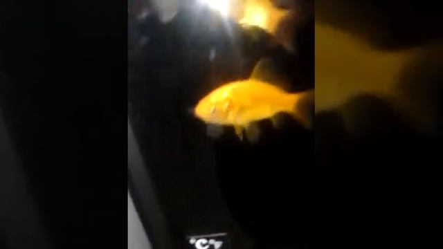 зоомагазин любимчик смотреть онлайн