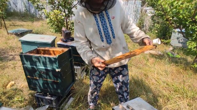 Пчелиные рои 2023 года. 6 Июля готовим рои к подсолнуху. смотреть онлайн