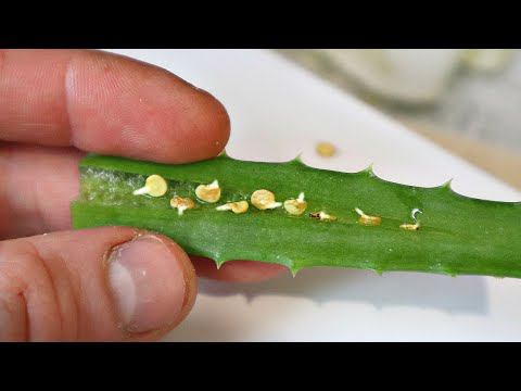 Это придумал гений! Пробуждаются даже семена 10 летней давности. Как замочить семена в алоэ? смотреть онлайн
