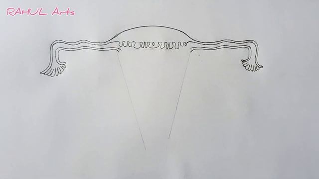 How to draw Female Reproductive System in easy steps смотреть онлайн