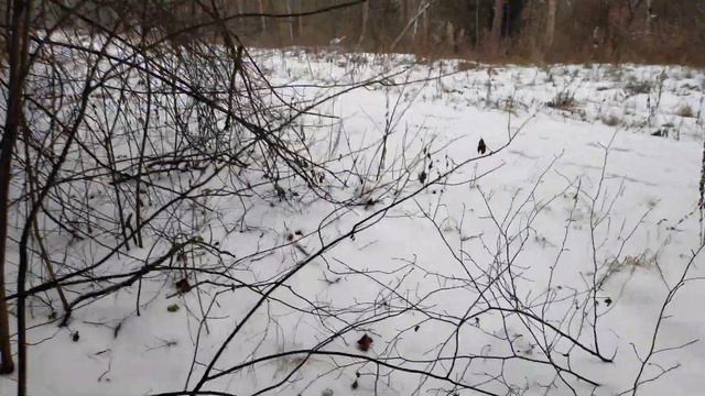 ЖЕСТЬ СНОВА ПОПАЛИ ПОД АЗИАТСКИХ ОВЧАРОК ☹️😲 смотреть онлайн