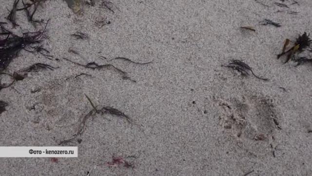 БАРСУКИ В ОНЕЖСКОМ ПОМОРЬЕ смотреть онлайн