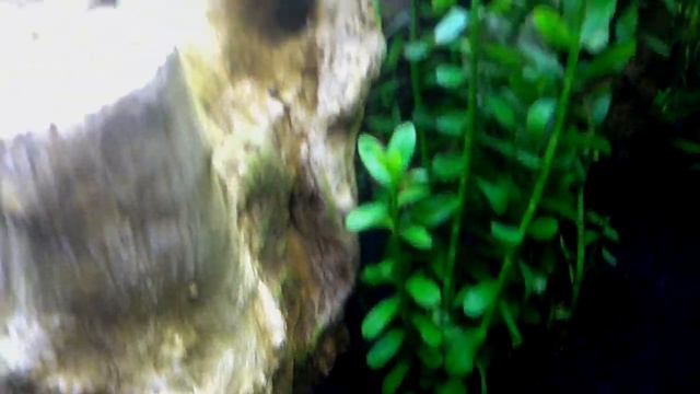 Great tank deal - plant update - dead snails смотреть онлайн