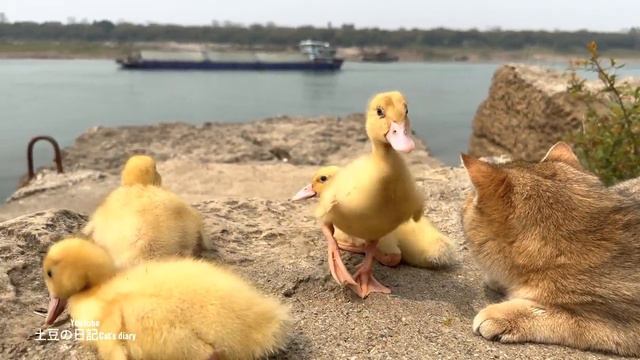 Кошка с утятами смотреть онлайн
