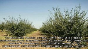 Как опыляется слива