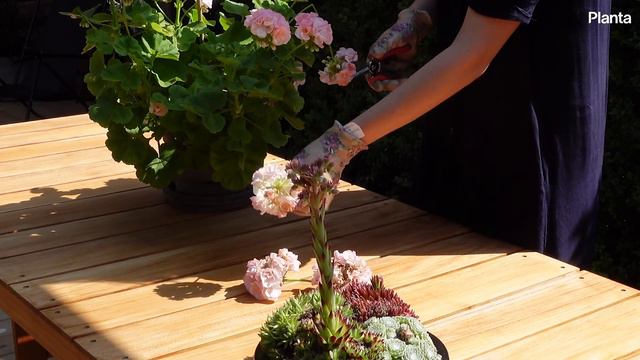 How to deadhead your Pelargonium смотреть онлайн