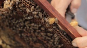 матка бакфаст подсадка в отводок