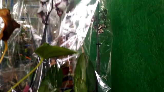 Садовый центр!!!2 часть:))) смотреть онлайн