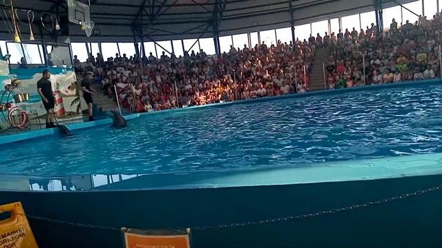 Дельфинарий в Сочи парке #топ #втопе смотреть онлайн