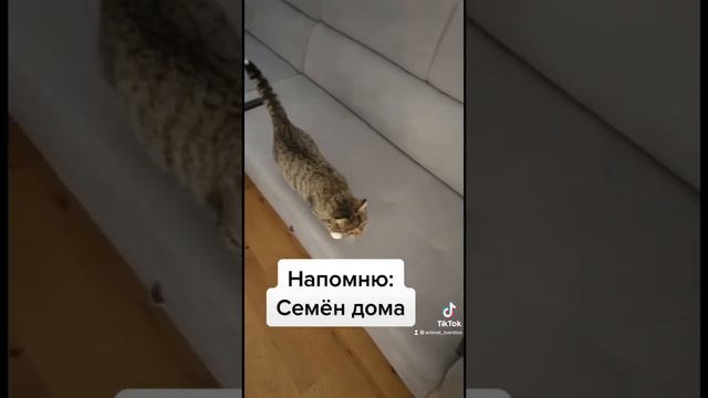 Семён дома. А вопросы есть. Все новости в инст animal_tsarstvo #животные #домашниеживотные смотреть онлайн