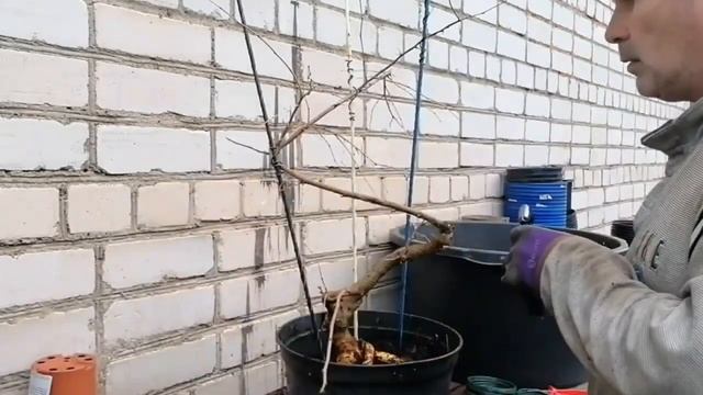 Bonsai | Бонсай Шелковица плакучая | Делаем формируем спираль | Инструмент для ухода за Бонсай