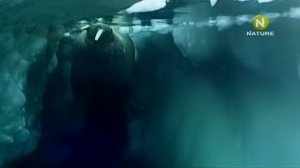 Моржи   непревзойденные тяжеловесы