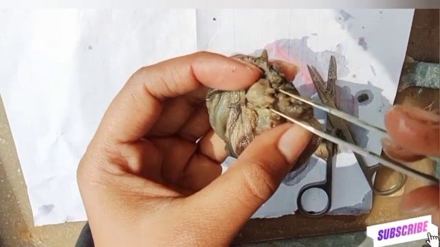 ||Dissection of Aplysia||Redula Of Aplysia||#msc #zoology #practical #viral #education #biology #ne смотреть онлайн