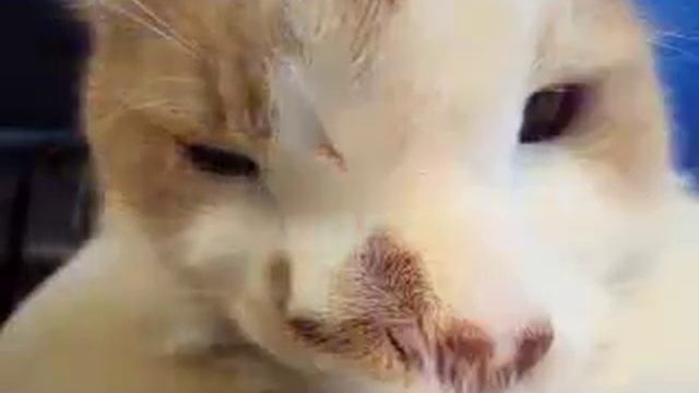 Кот и зефир смотреть онлайн