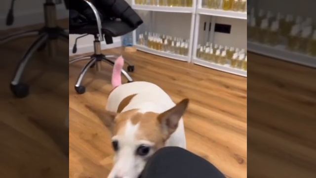 Бобэрчик на мотоцикле