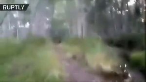 Как Американцы убегают от медведя и как это делают Русские