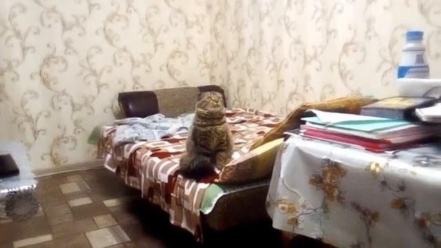 Гимн Российских котов смотреть онлайн