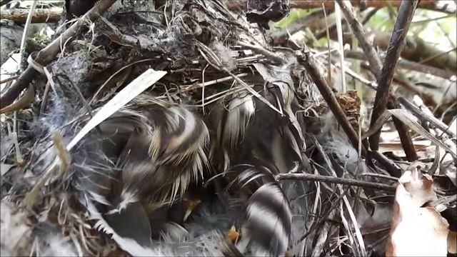 2018 зеленая пеночка смотреть онлайн